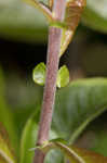 Prairie willow